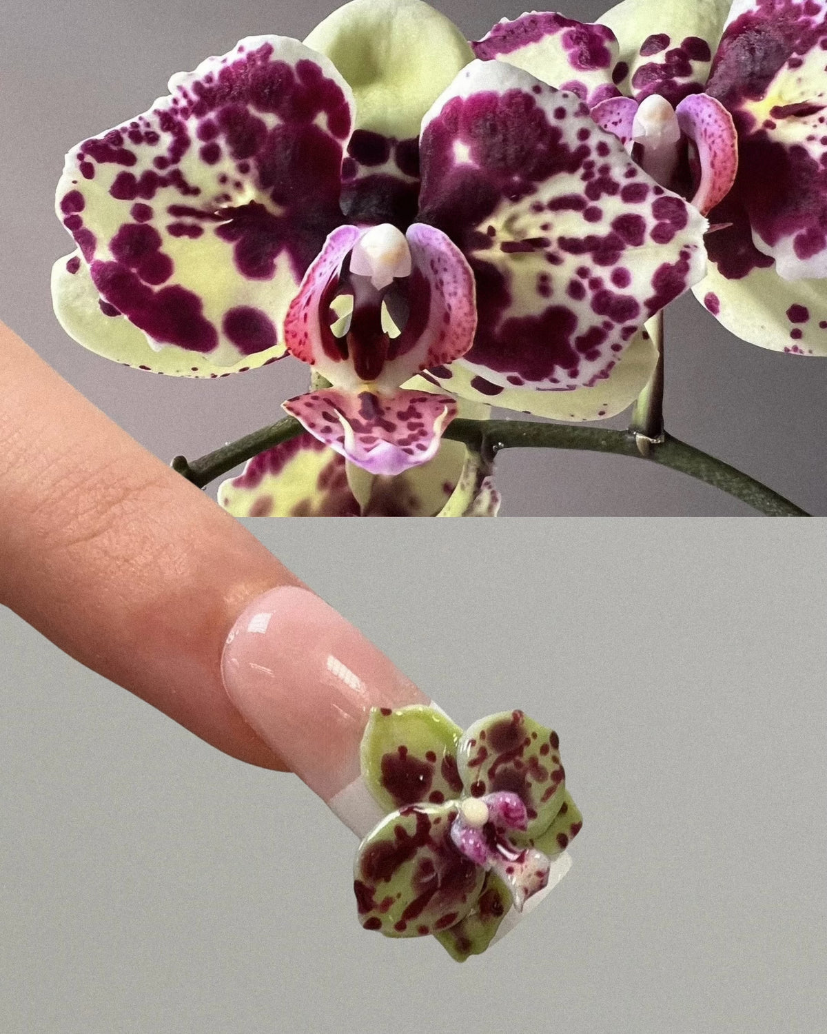 PETAL STUDY